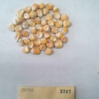 CIMMYTMA 3207 - Reference Inventory.jpg