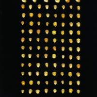 CIMMYTMA 4938 BRAZ 2046 AF20A-0903-85 K.jpg