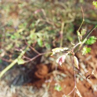 Aeschynomene indica 16939 flower.JPG