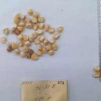 CIMMYTMA 375 - Reference Inventory.jpg