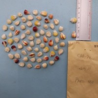 CIMMYTMA 8357 - Reference inventory.jpg