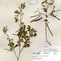 9959 herbarium