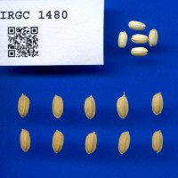 IRGC 1480 Seed Photo