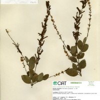 23151 herbarium