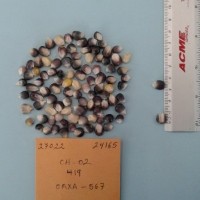 CIMMYTMA 27022 - Reference Inventory.jpg