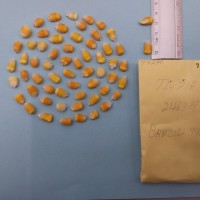 CIMMYTMA 7424 - Reference inventory.jpg