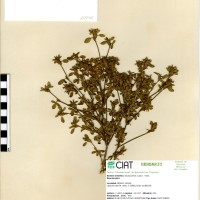 10041 herbarium