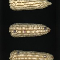 CIMMYTMA 26824 GUAN 416 BA22U-2903-73 E.jpg