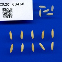 IRGC 63468 Seed Photo