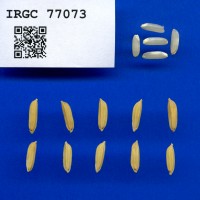 IRGC 77073 Seed Photo