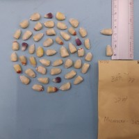 CIMMYTMA 8081 - Reference inventory.jpg