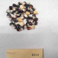 CIMMYTMA 3564 - Reference Inventory.jpg