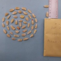 CIMMYTMA 7591 - Reference inventory.jpg