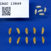 IRGC 13849 Seed Photo
