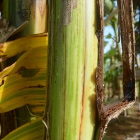 6.2.5 - Main underlying colour of the pseudostem (2018)