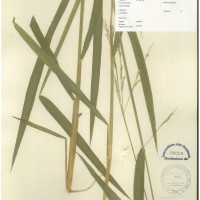 IRGC 100881 Herbarium