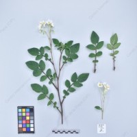 CIP 760017_OCH S49_pcsxhcb_H-2_2024.jpg