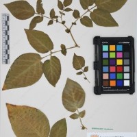 CIP 761393_OCH 12012_07.jpg