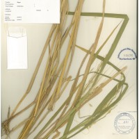 IRGC 100938 Herbarium