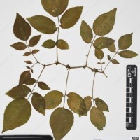 CIP 760519_HAM 141_05.jpg