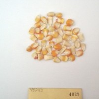 CIMMYTMA 4828 - Reference Inventory.jpg