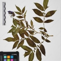 CIP 765702_RPSP 014_01.jpg