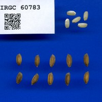 IRGC 60783 Seed Photo