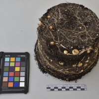 CIP760460_HHA 6617_Tb.JPG