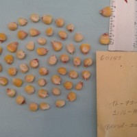 CIMMYTMA 6014 - Reference Inventory.jpg