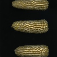 CIMMYTMA 16505 PUEB 543 TC24U-2903-265 E.jpg