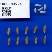 IRGC 93994 Seed Photo