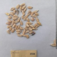 CIMMYTMA 1532 - Reference Inventory.jpg