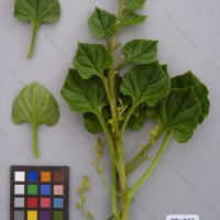 CIP 201027 Herbarium