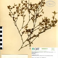2982 herbarium