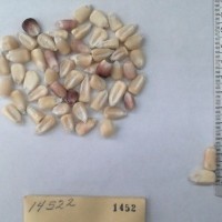 CIMMYTMA 1452 - Reference Inventory.jpg