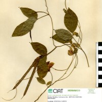 15411 herbarium