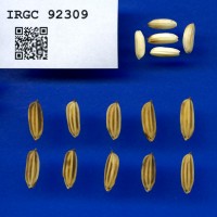 IRGC 92309 Seed Photo