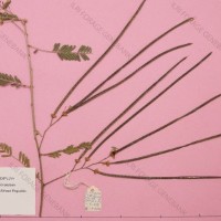 16514_herbarium.jpg
