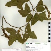 18560 herbarium