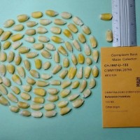 CIMMYTMA 20790.jpg