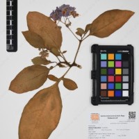 CIP 761354_OCH 11935_01.jpg