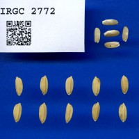IRGC 2772 Seed Photo