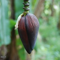 6.4.15 - Male bud shape