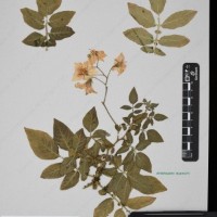 CIP 760310_HHCH 4746_01.jpg