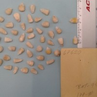 CIMMYTMA 6762 - Reference Inventory.jpg