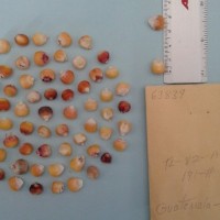 CIMMYTMA 6383 - Reference Inventory.jpg