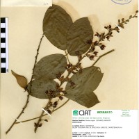 907 herbarium