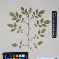 CIP 763474_OCHS 12061a_14.jpg