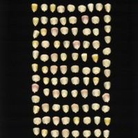 CIMMYTMA 6140 BRAZ 1719 AF22A-0903-73 K_compress.jpg