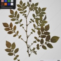 CIP 760034_OCH 2032_05.jpg